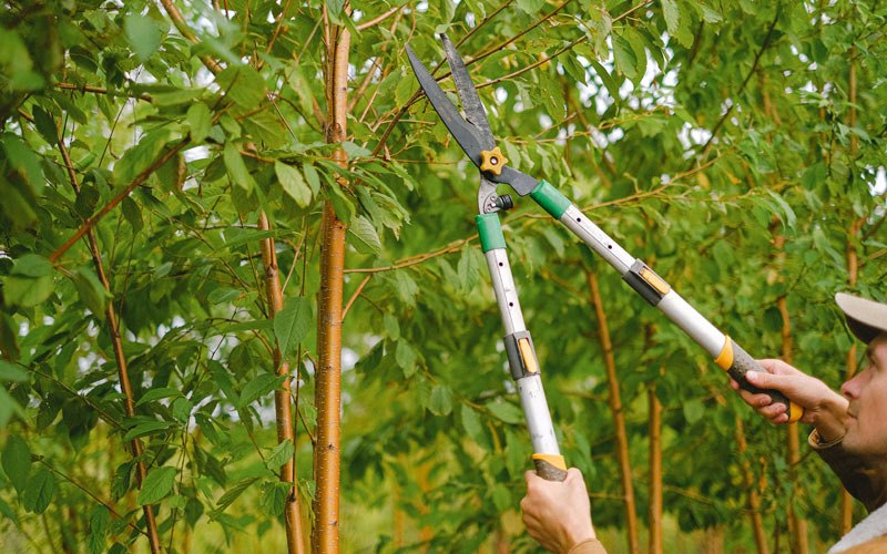 Tree trimming in Fort Valley, VA
