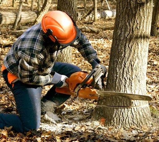 Tree Removal in Fort Valley, VA